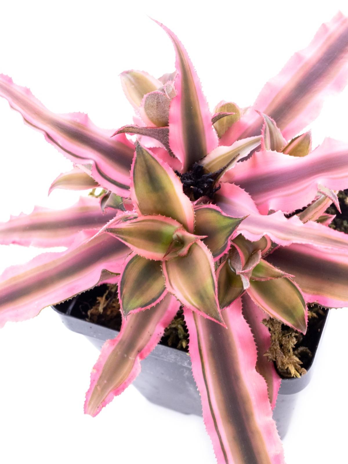 Cryptanthus bivittatus 'Pink Starlite'