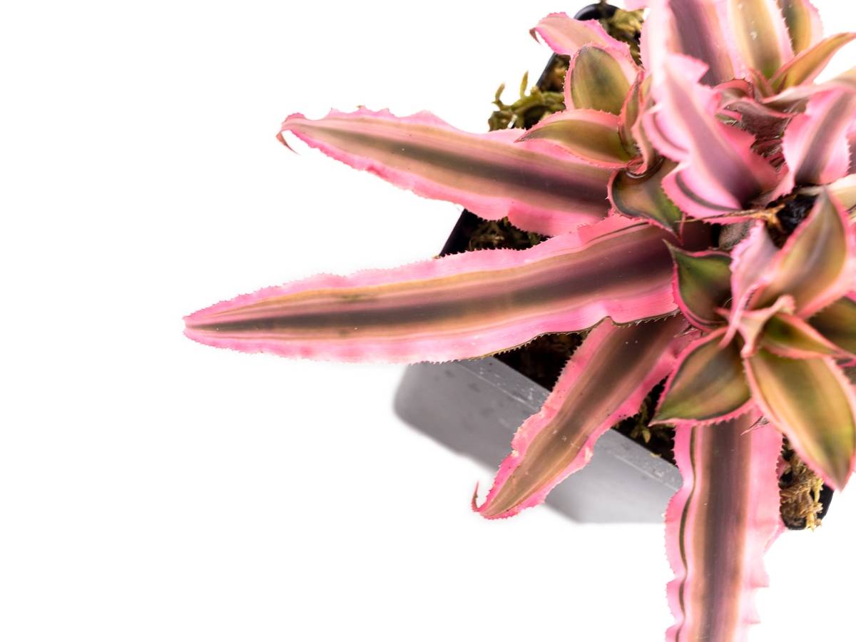 Cryptanthus bivittatus 'Pink Starlite'