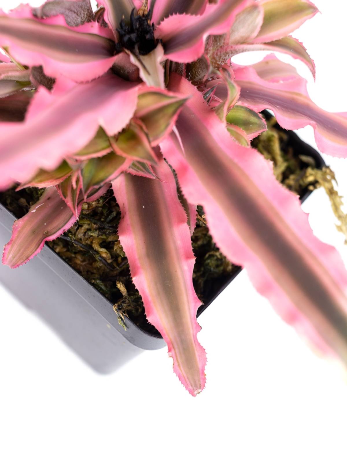 Cryptanthus bivittatus 'Pink Starlite'