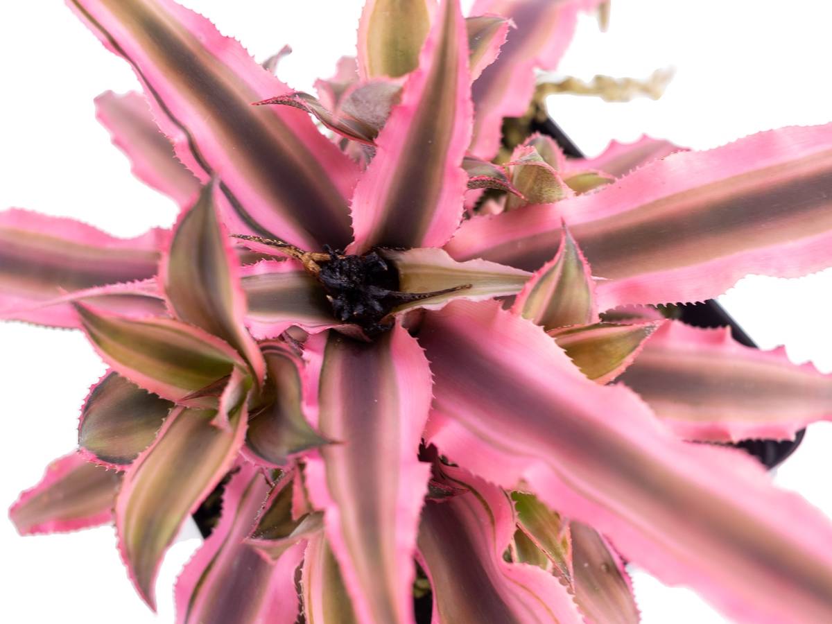 Cryptanthus bivittatus 'Pink Starlite'