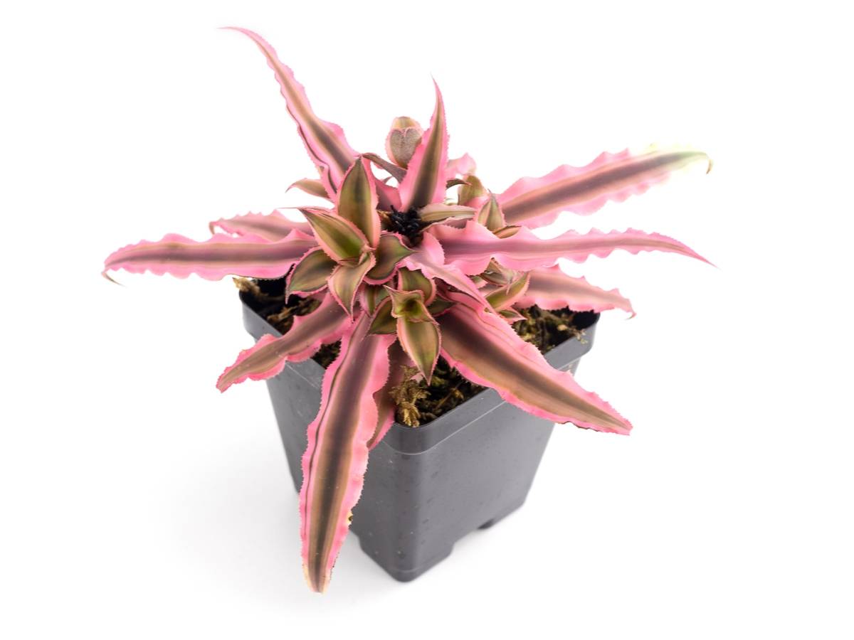 Cryptanthus bivittatus 'Pink Starlite'