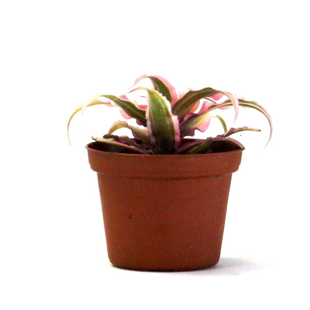 Cryptanthus bivittatus 'Pink Starlite'