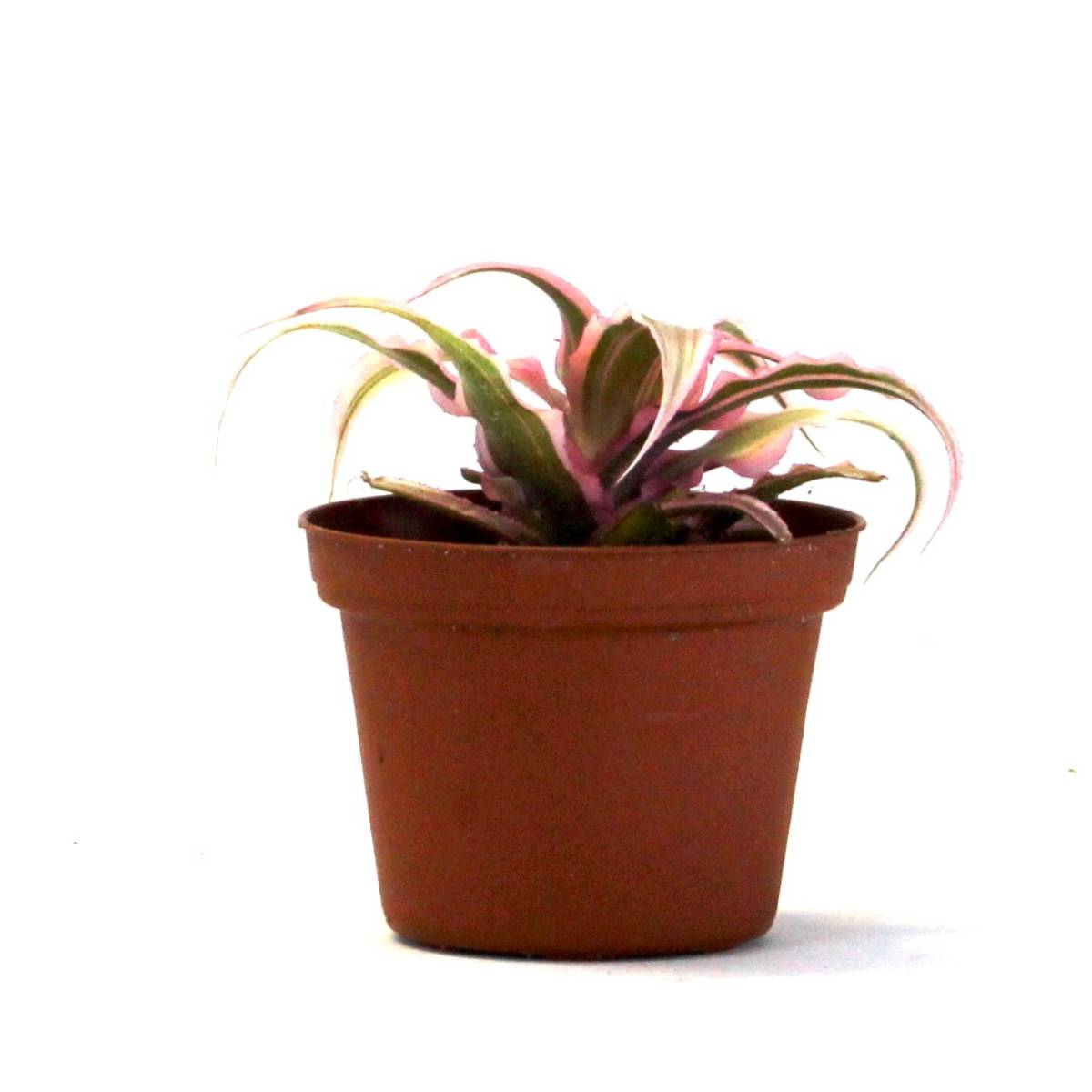 Cryptanthus bivittatus 'Pink Starlite'