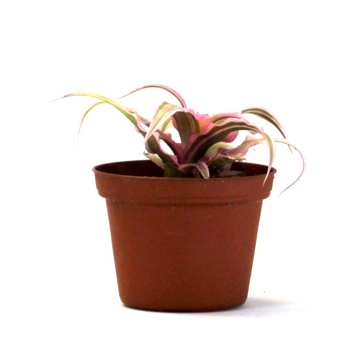 Cryptanthus bivittatus 'Pink Starlite'