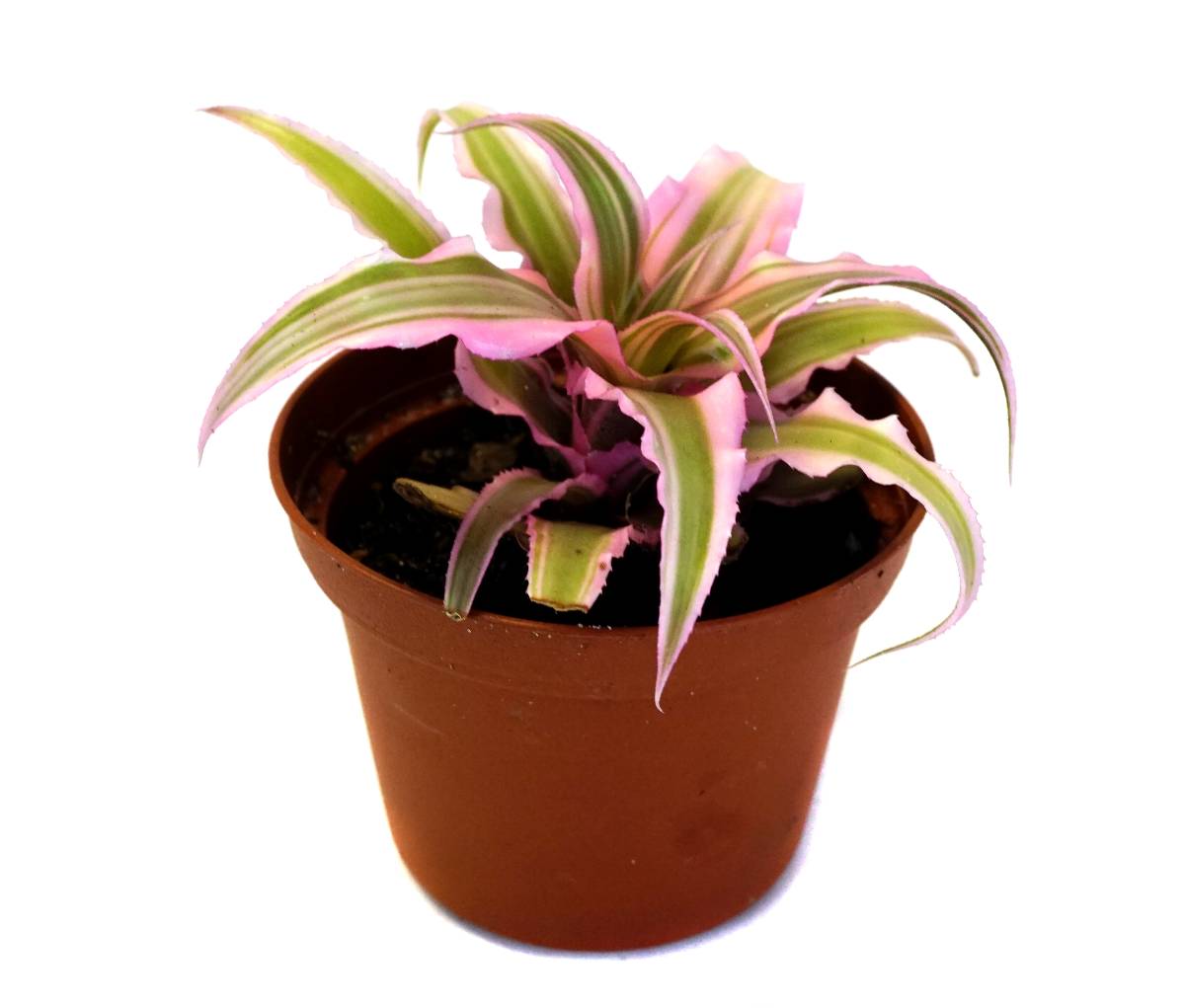 Cryptanthus bivittatus 'Pink Starlite'
