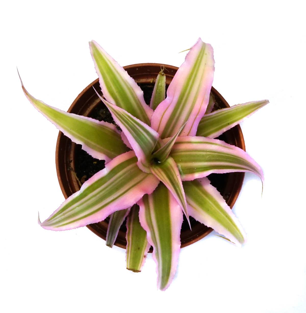 Cryptanthus bivittatus 'Pink Starlite'