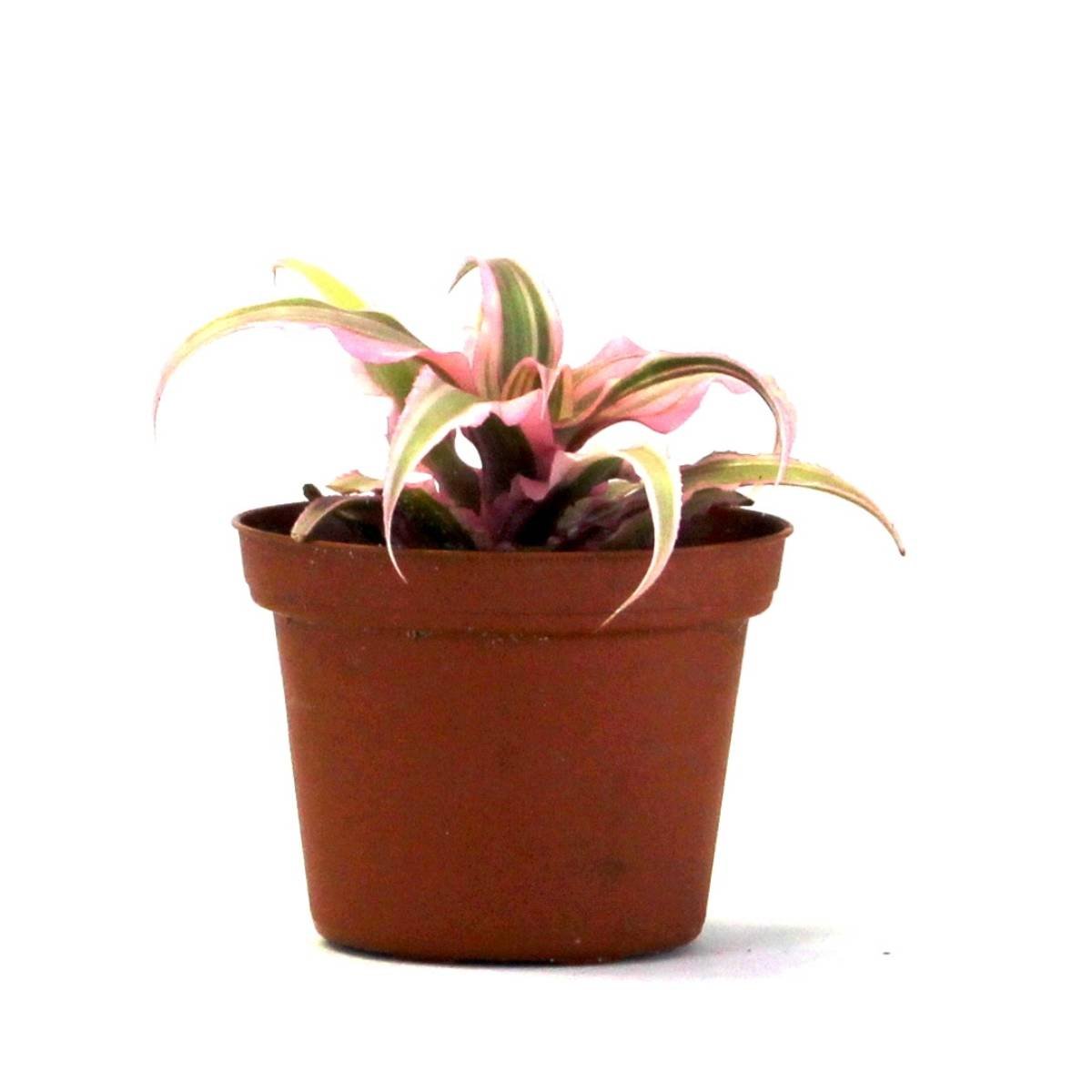 Cryptanthus bivittatus 'Pink Starlite'