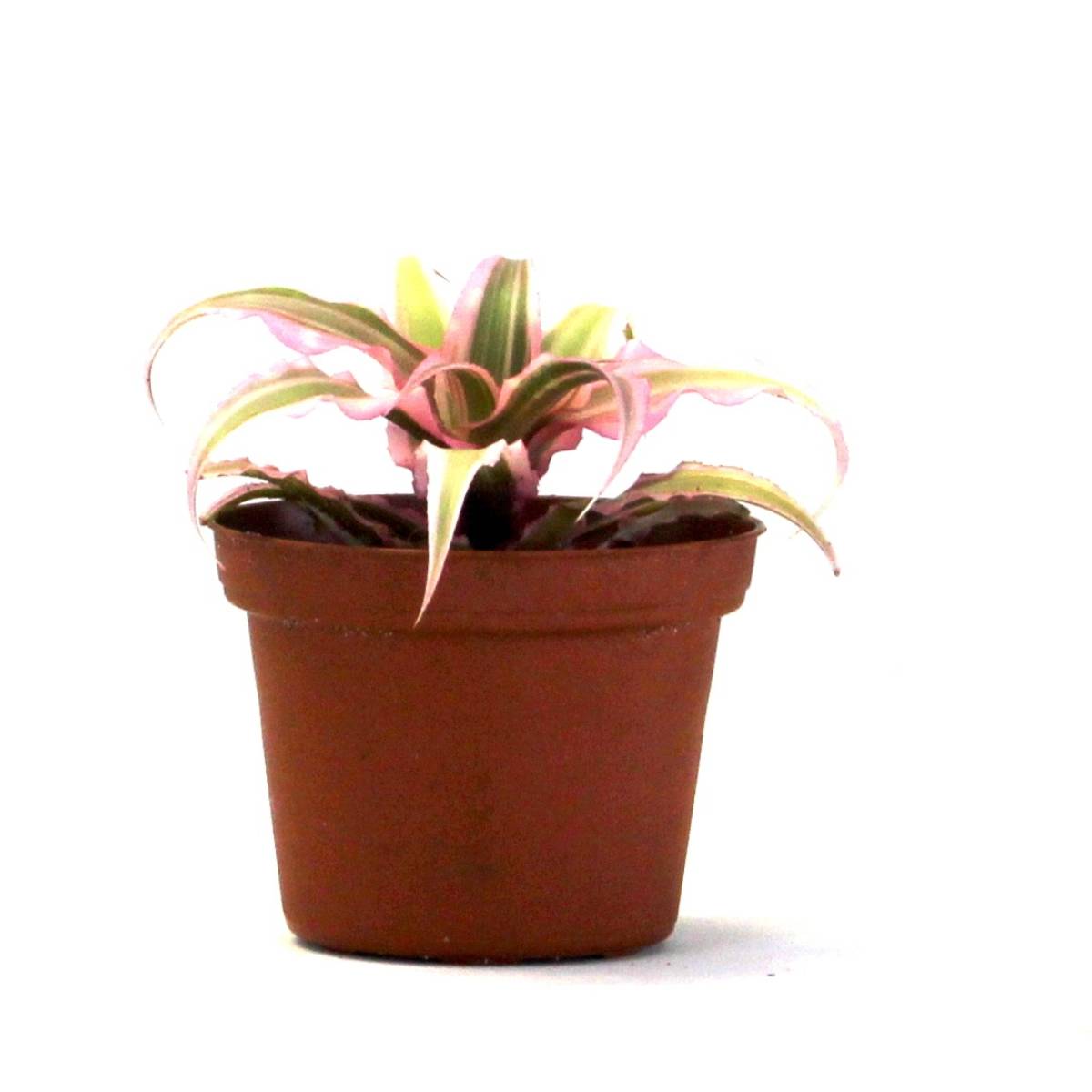 Cryptanthus bivittatus 'Pink Starlite'
