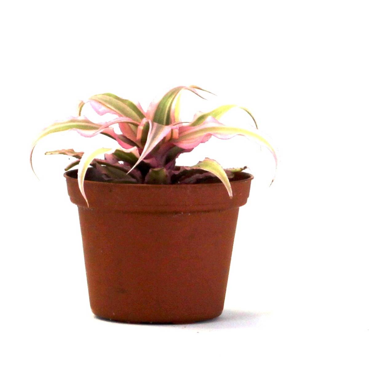 Cryptanthus bivittatus 'Pink Starlite'