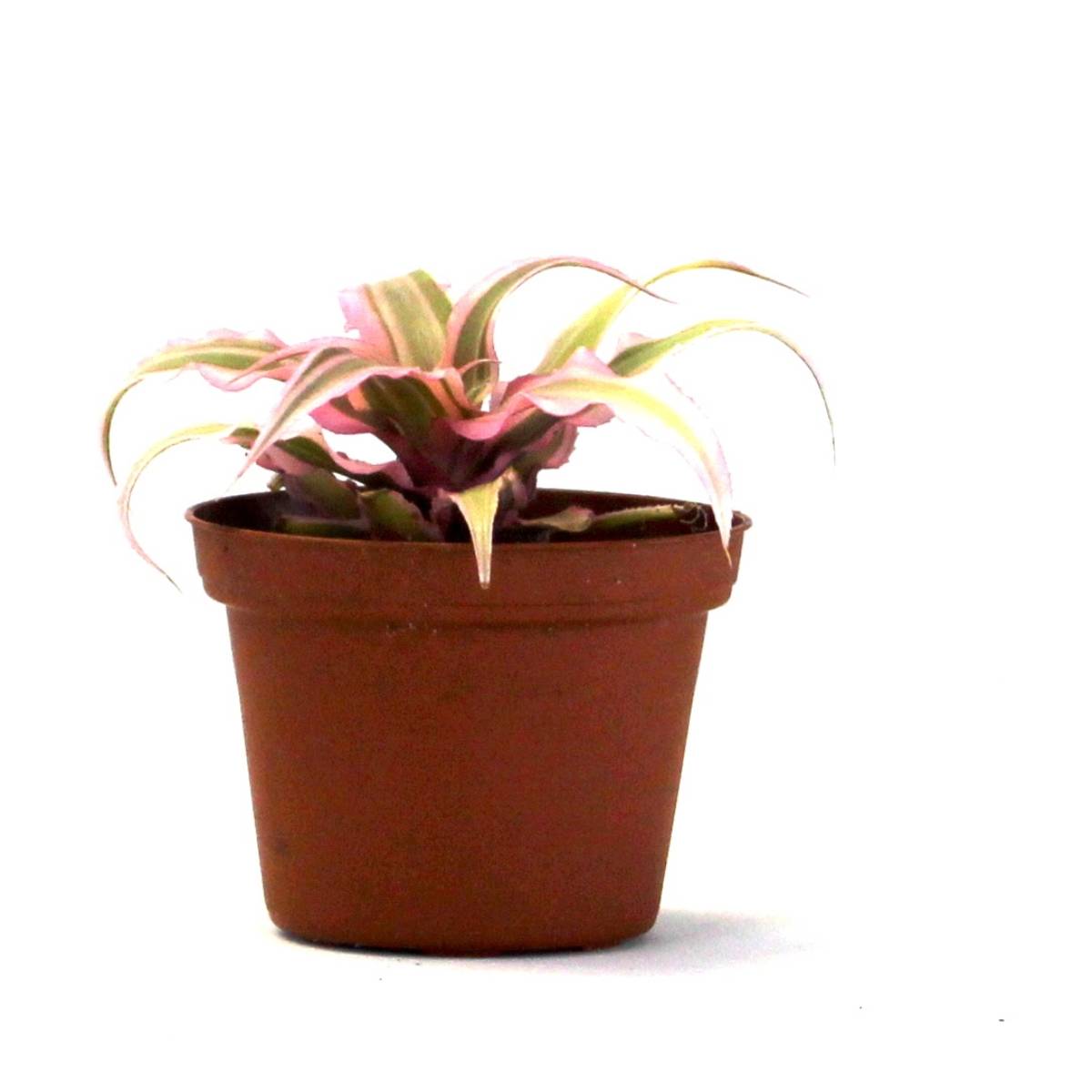 Cryptanthus bivittatus 'Pink Starlite'