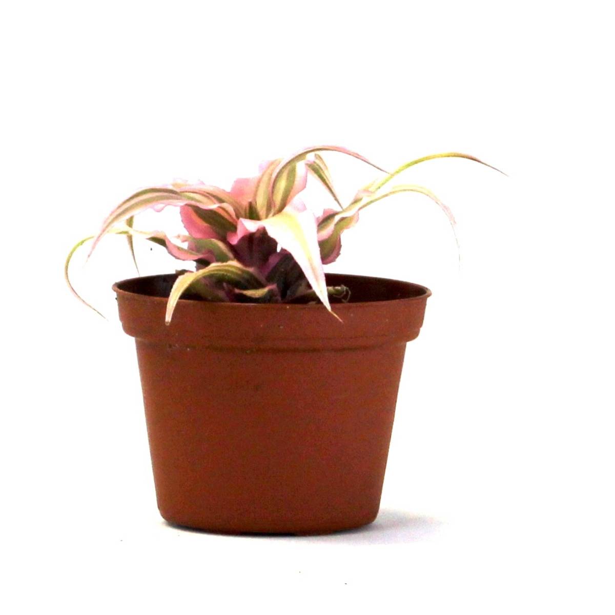 Cryptanthus bivittatus 'Pink Starlite'