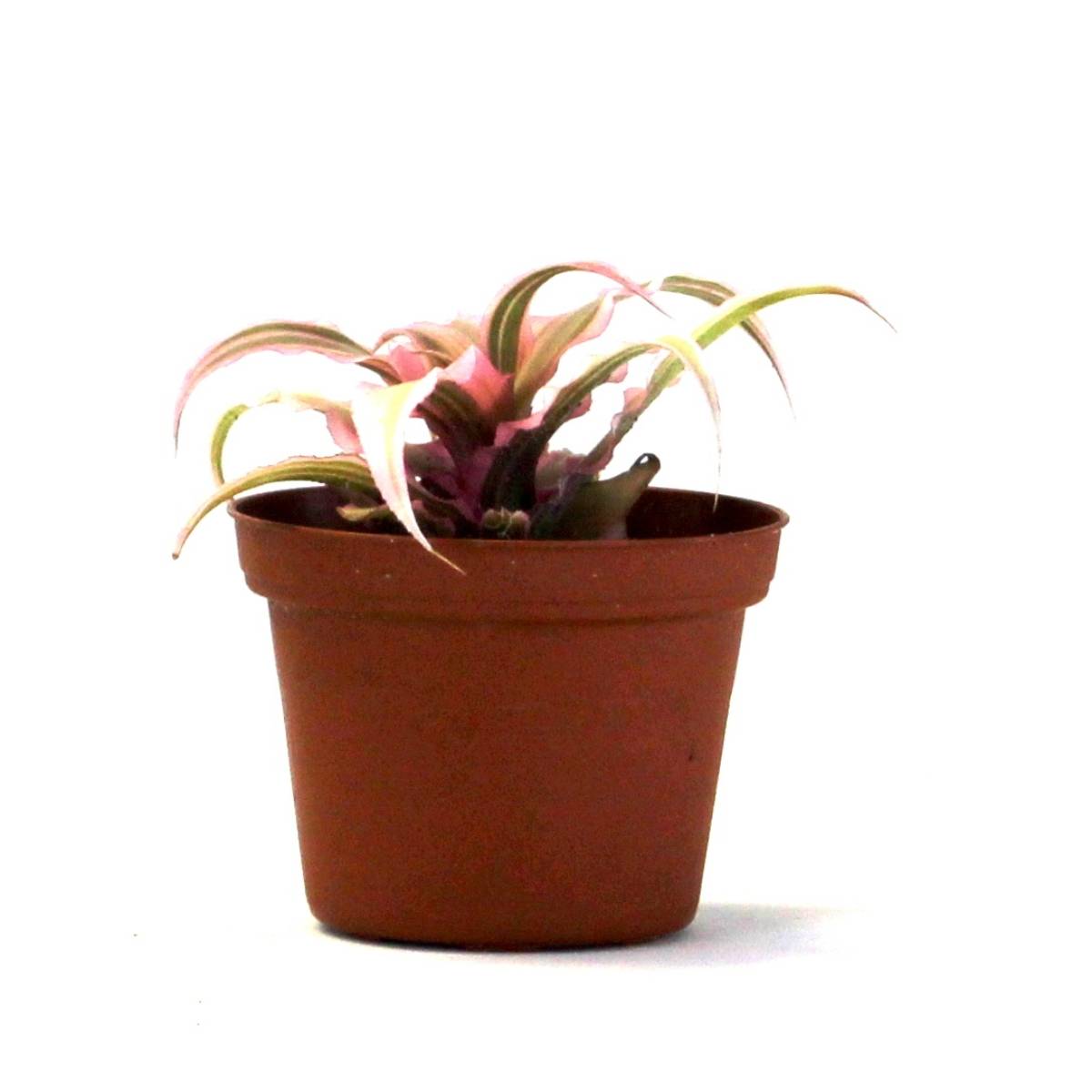 Cryptanthus bivittatus 'Pink Starlite'