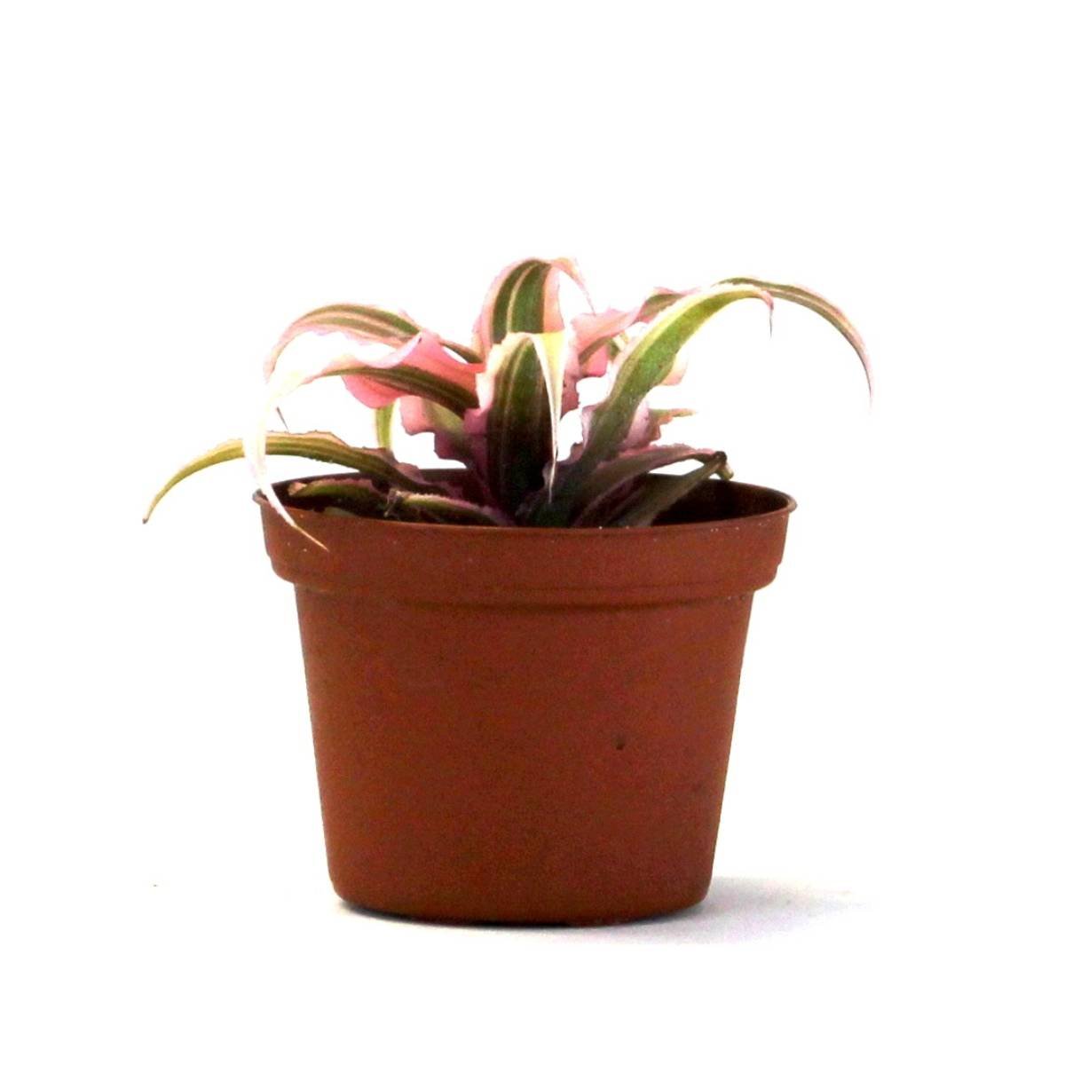 Cryptanthus bivittatus 'Pink Starlite'