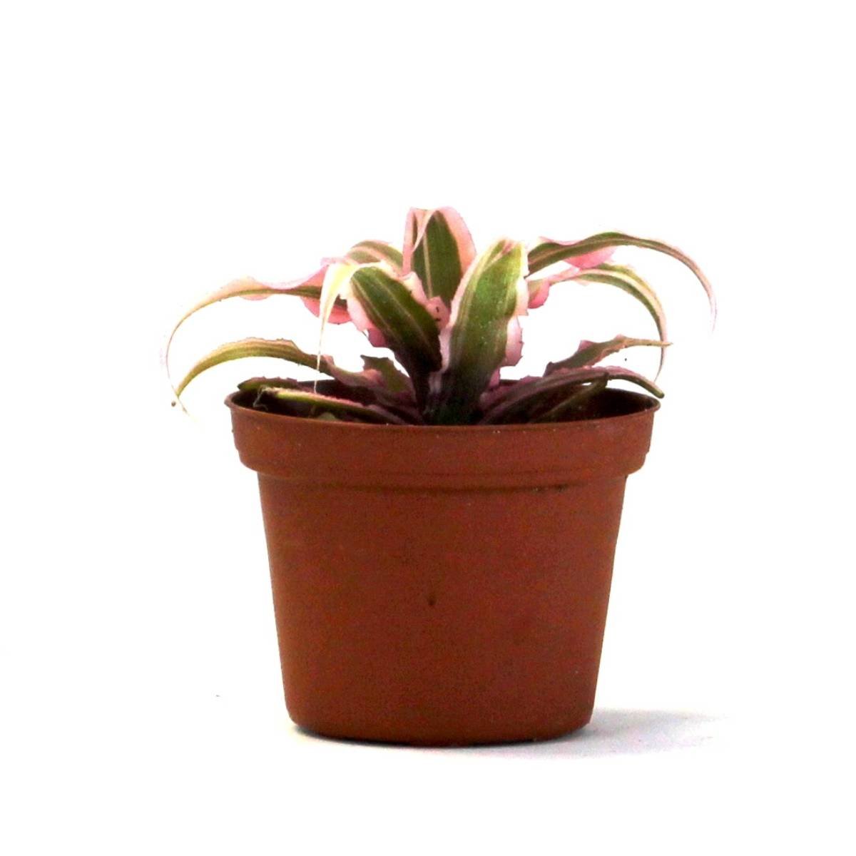 Cryptanthus bivittatus 'Pink Starlite'