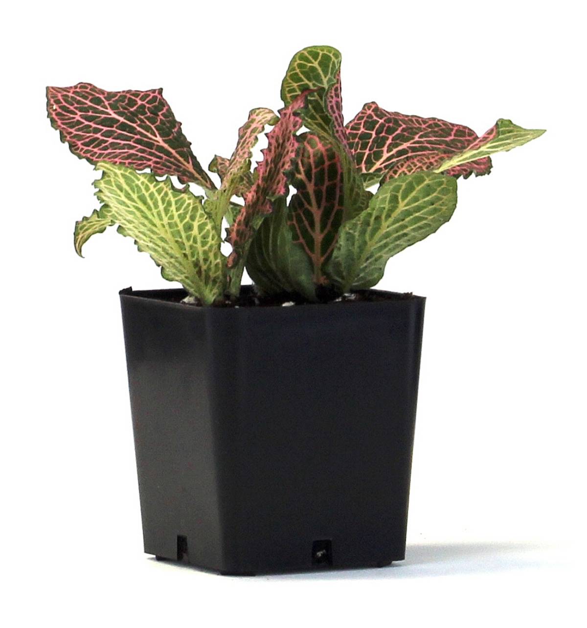 Fittonia verschaffeltii 'Pink' - Nerve Plant