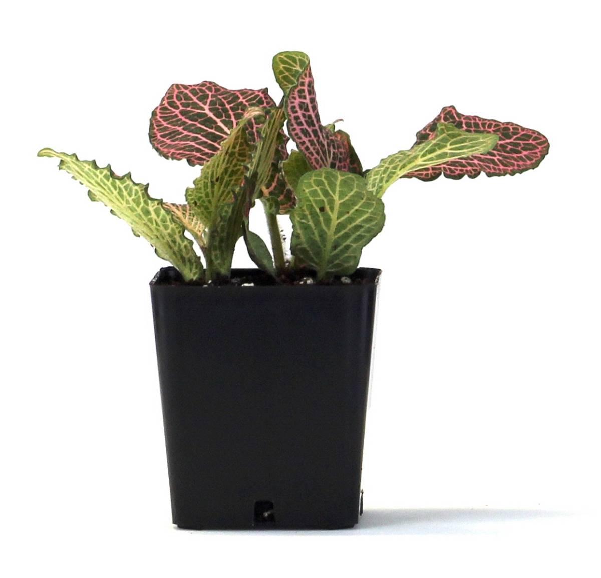 Fittonia verschaffeltii 'Pink' - Nerve Plant