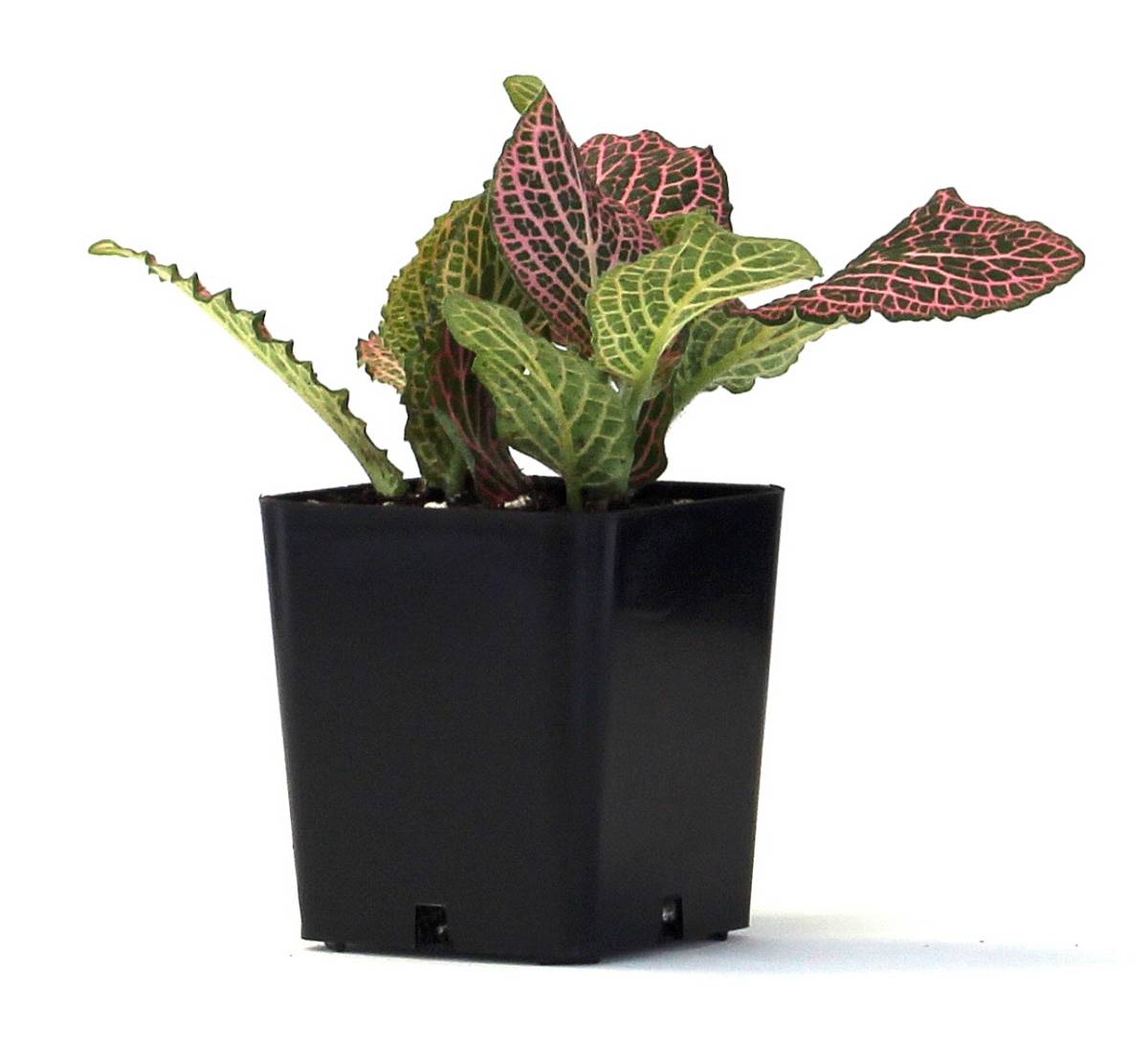 Fittonia verschaffeltii 'Pink' - Nerve Plant
