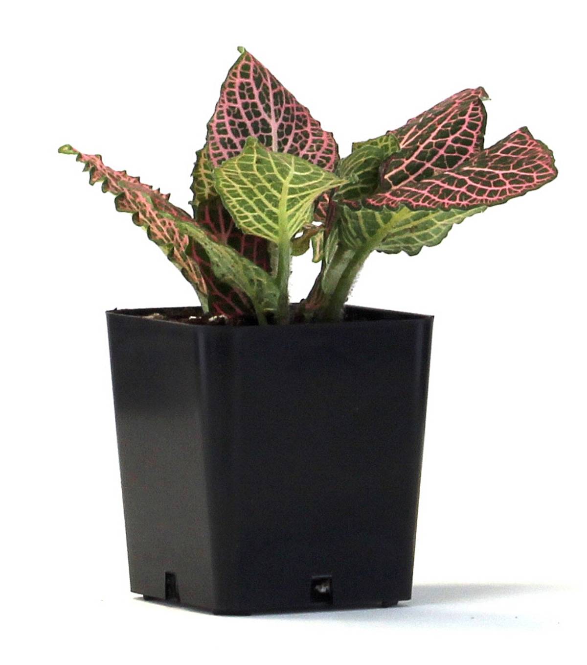 Fittonia verschaffeltii 'Pink' - Nerve Plant