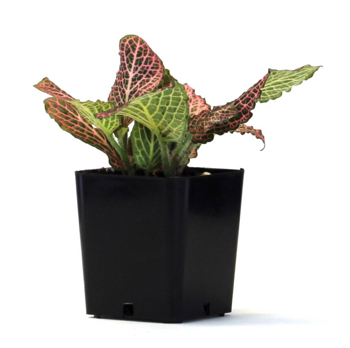 Fittonia verschaffeltii 'Pink' - Nerve Plant