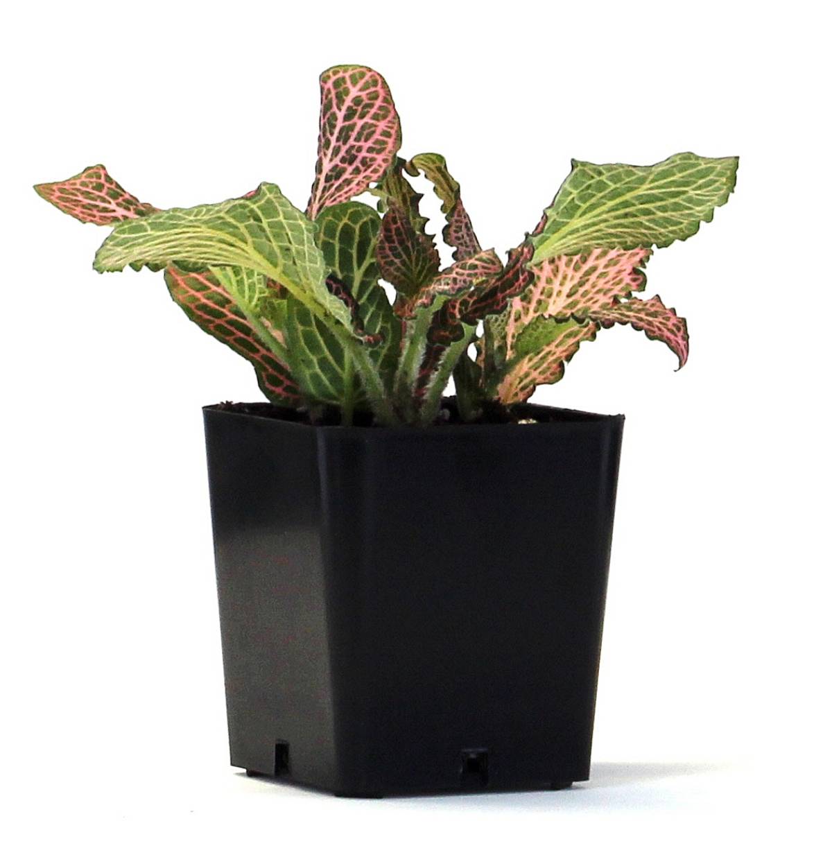 Fittonia verschaffeltii 'Pink' - Nerve Plant