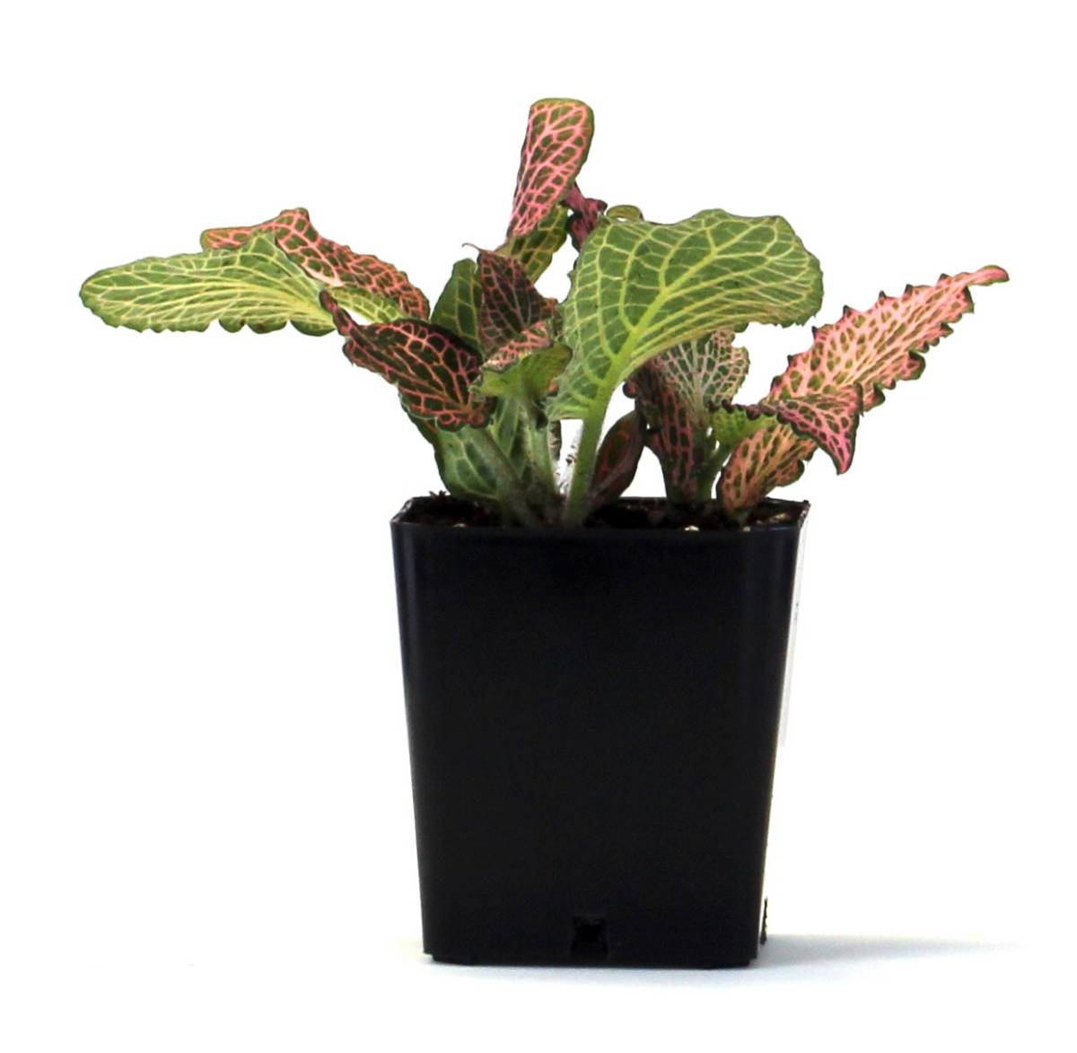 Fittonia verschaffeltii 'Pink' - Nerve Plant