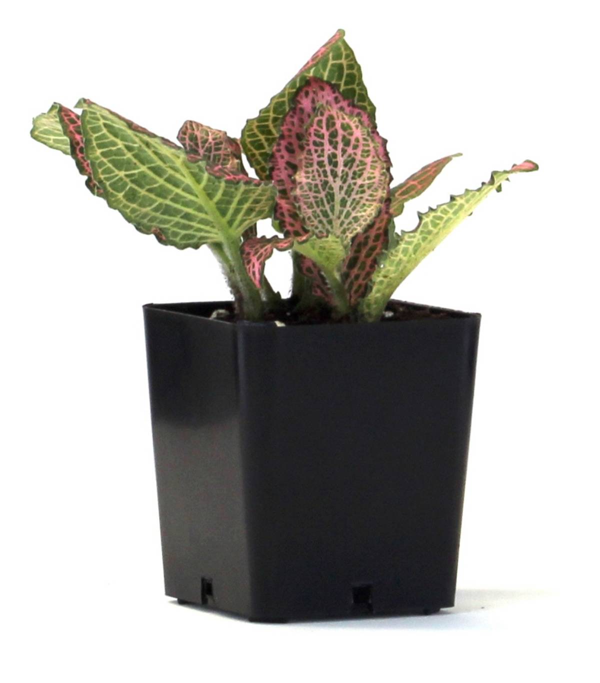 Fittonia verschaffeltii 'Pink' - Nerve Plant