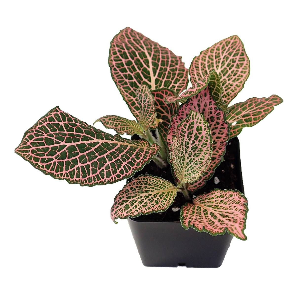 Fittonia verschaffeltii 'Pink' - Nerve Plant