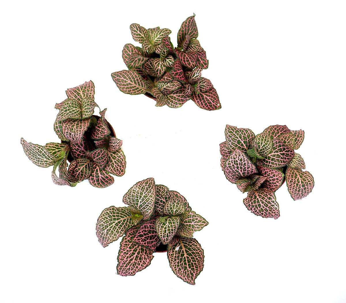 Fittonia verschaffeltii 'Pink' - Nerve Plant