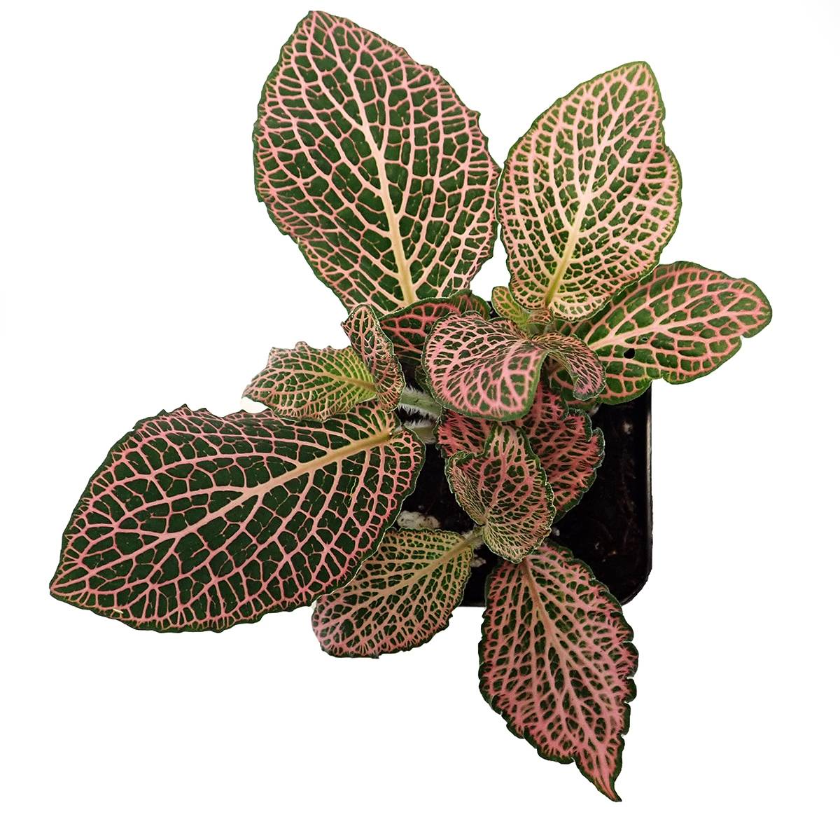 Fittonia verschaffeltii 'Pink' - Nerve Plant