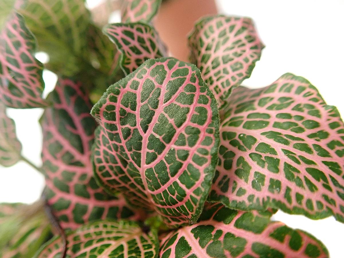 Fittonia verschaffeltii 'Pink' - Nerve Plant