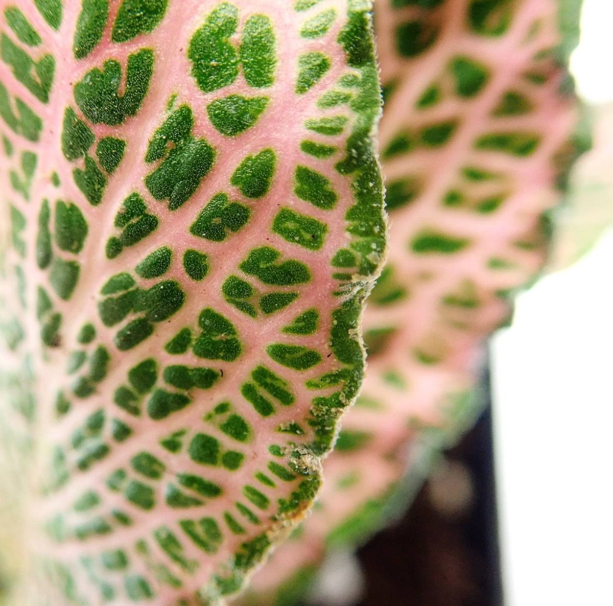Fittonia verschaffeltii 'Pink' - Nerve Plant