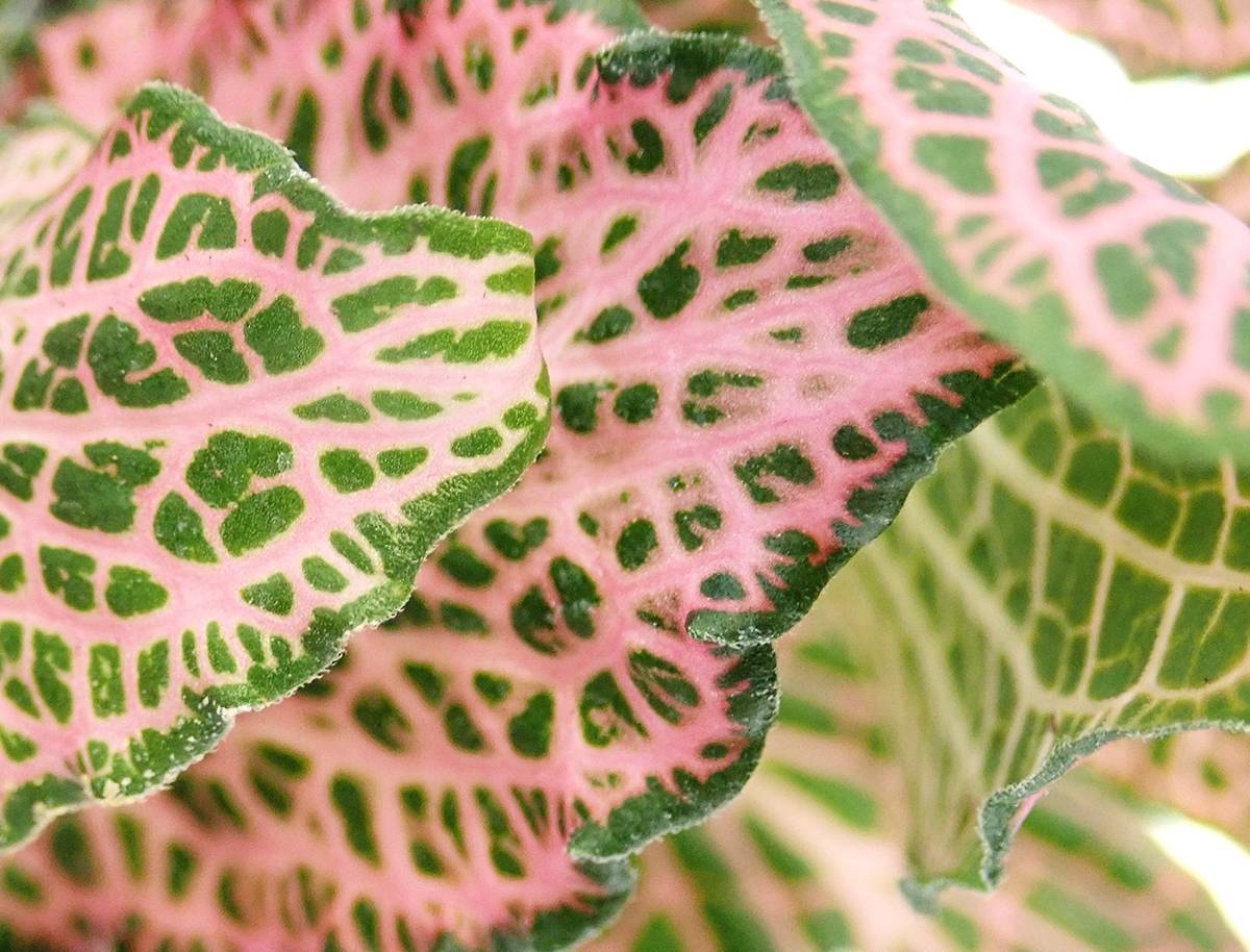 Fittonia verschaffeltii 'Pink' - Nerve Plant