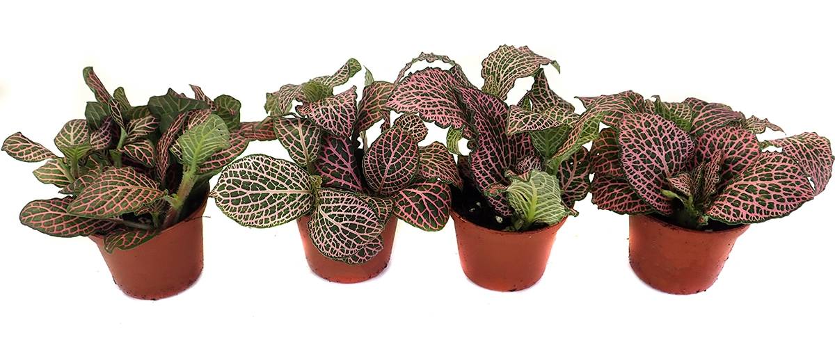 Fittonia verschaffeltii 'Pink' - Nerve Plant
