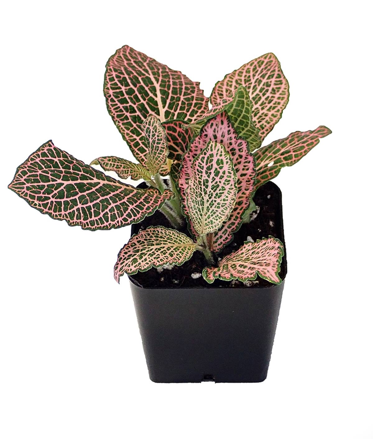 Fittonia verschaffeltii 'Pink' - Nerve Plant