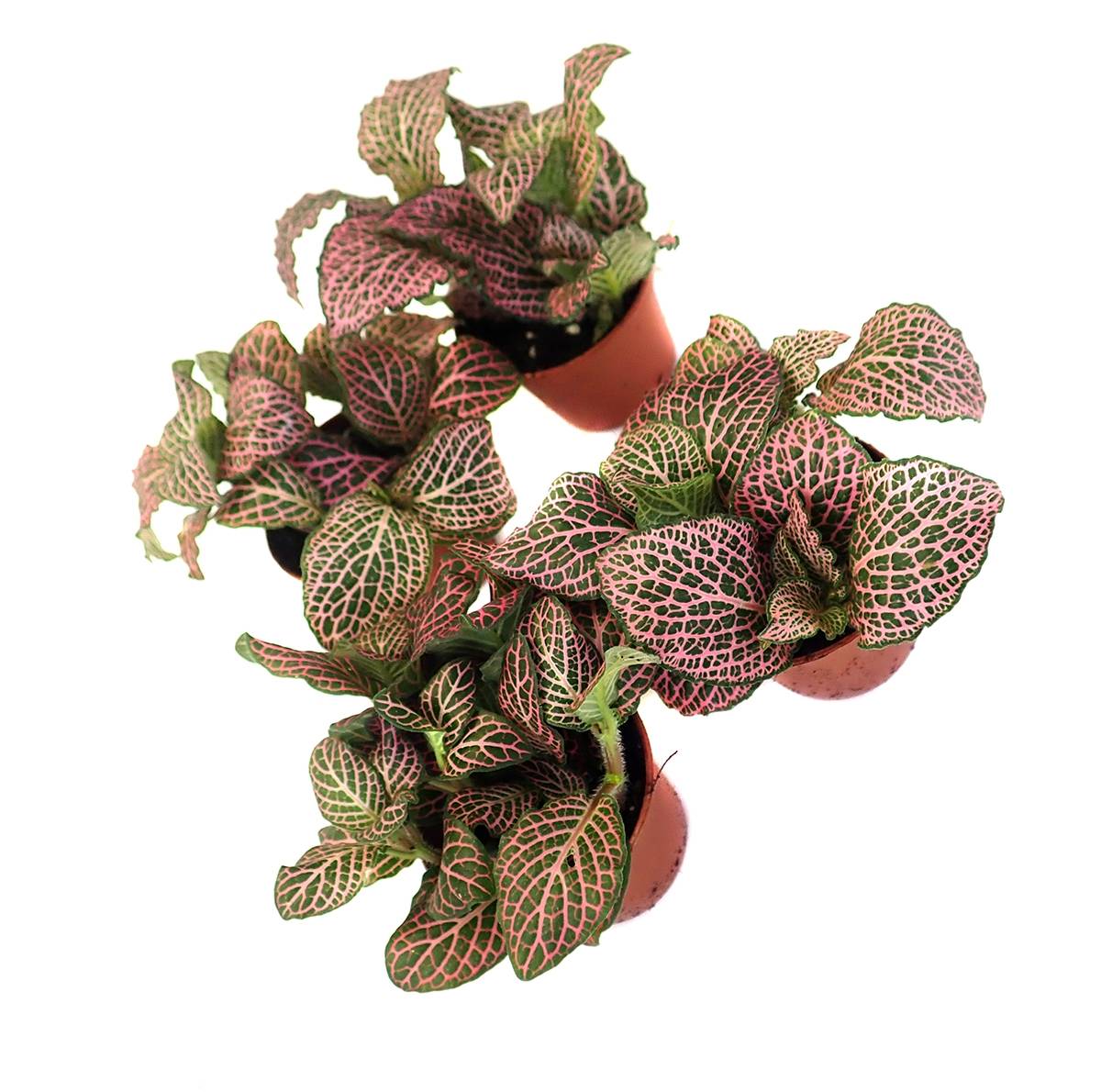 Fittonia verschaffeltii 'Pink' - Nerve Plant