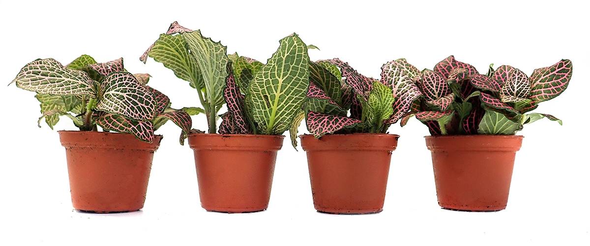 Fittonia verschaffeltii 'Pink' - Nerve Plant