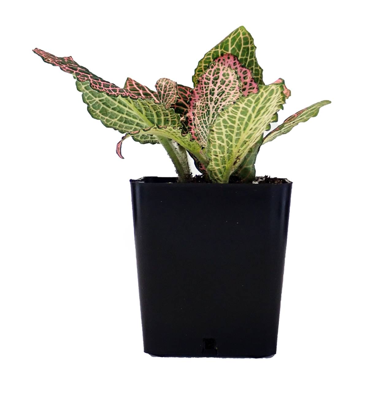Fittonia verschaffeltii 'Pink' - Nerve Plant