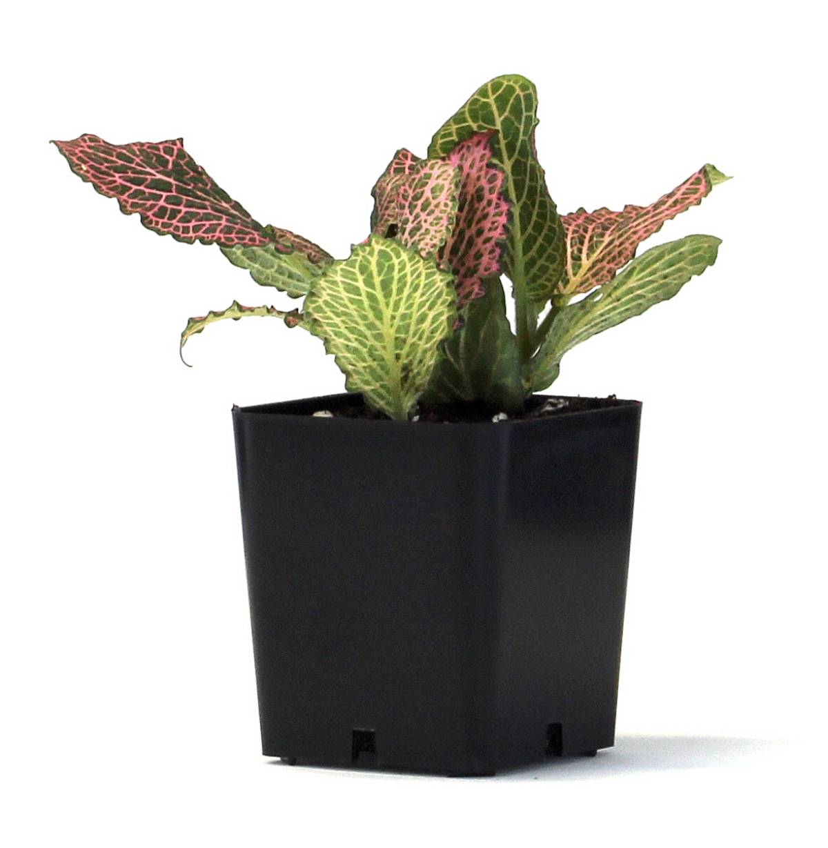 Fittonia verschaffeltii 'Pink' - Nerve Plant