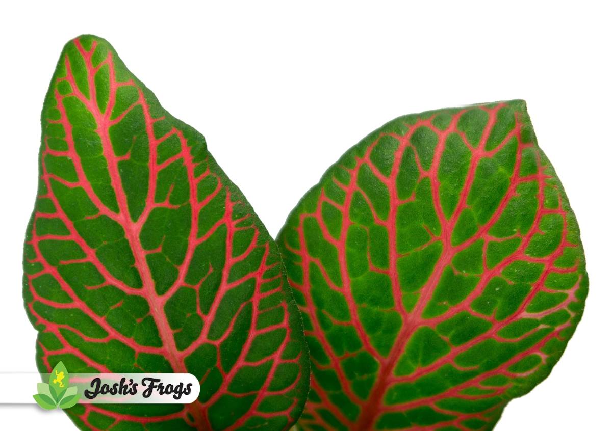 Fittonia verschaffeltii 'Red' - Nerve Plant
