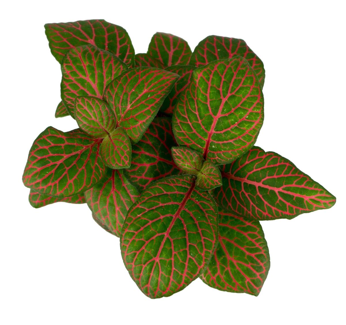 Fittonia verschaffeltii 'Red' - Nerve Plant