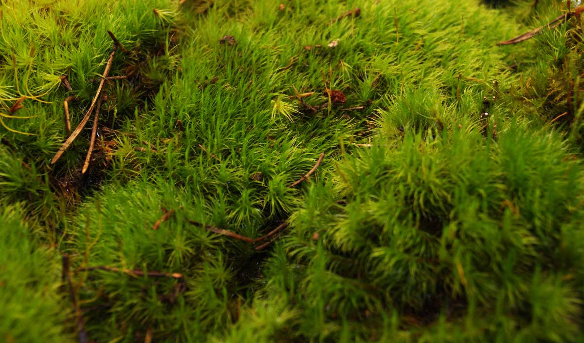 Fresh Mood Moss (1 quart)