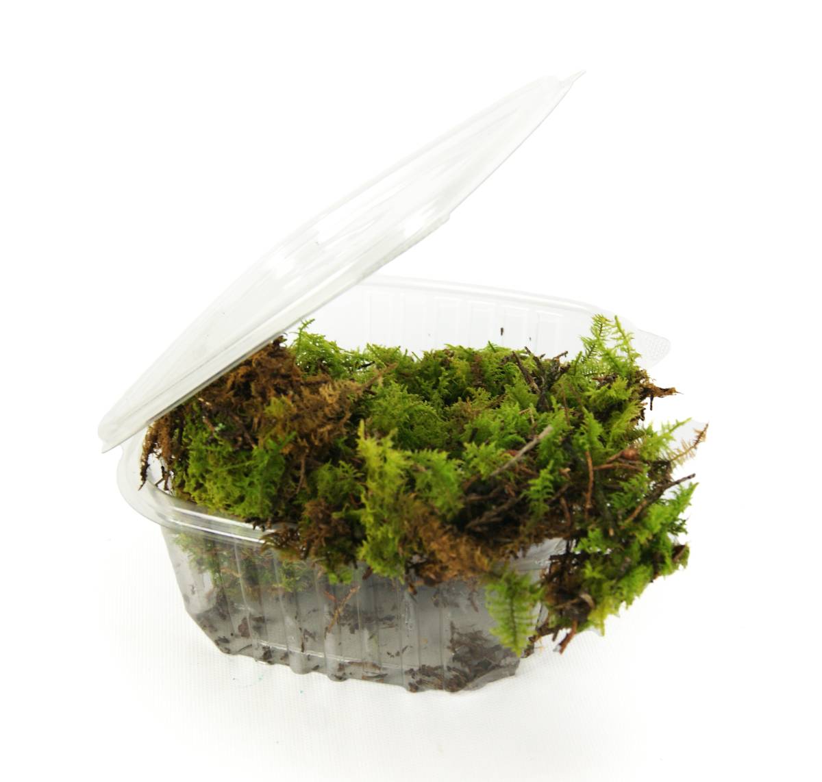 Fresh Sheet Moss (1 quart)