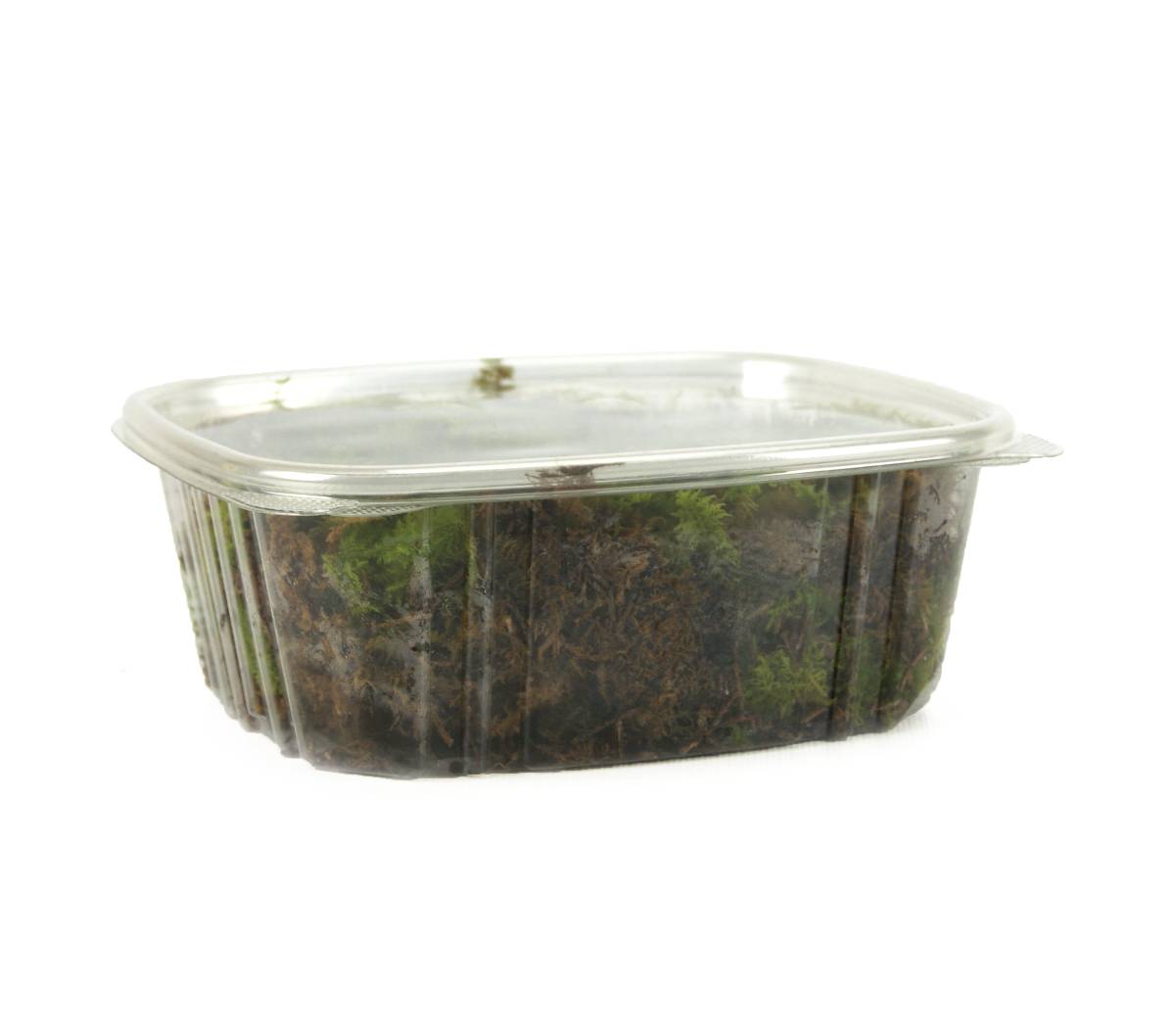Fresh Sheet Moss (1 quart)
