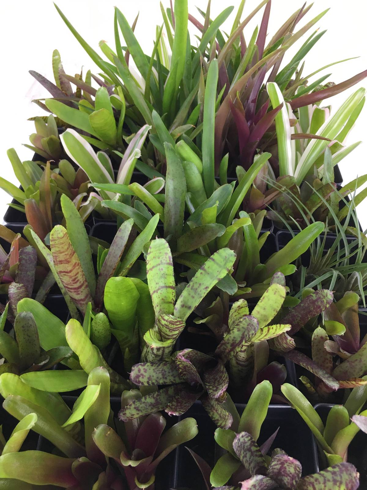 Bromeliad - Neoregelia (Grower's Choice)