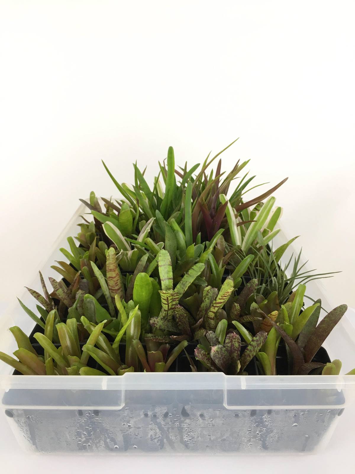 Bromeliad - Neoregelia (Grower's Choice)