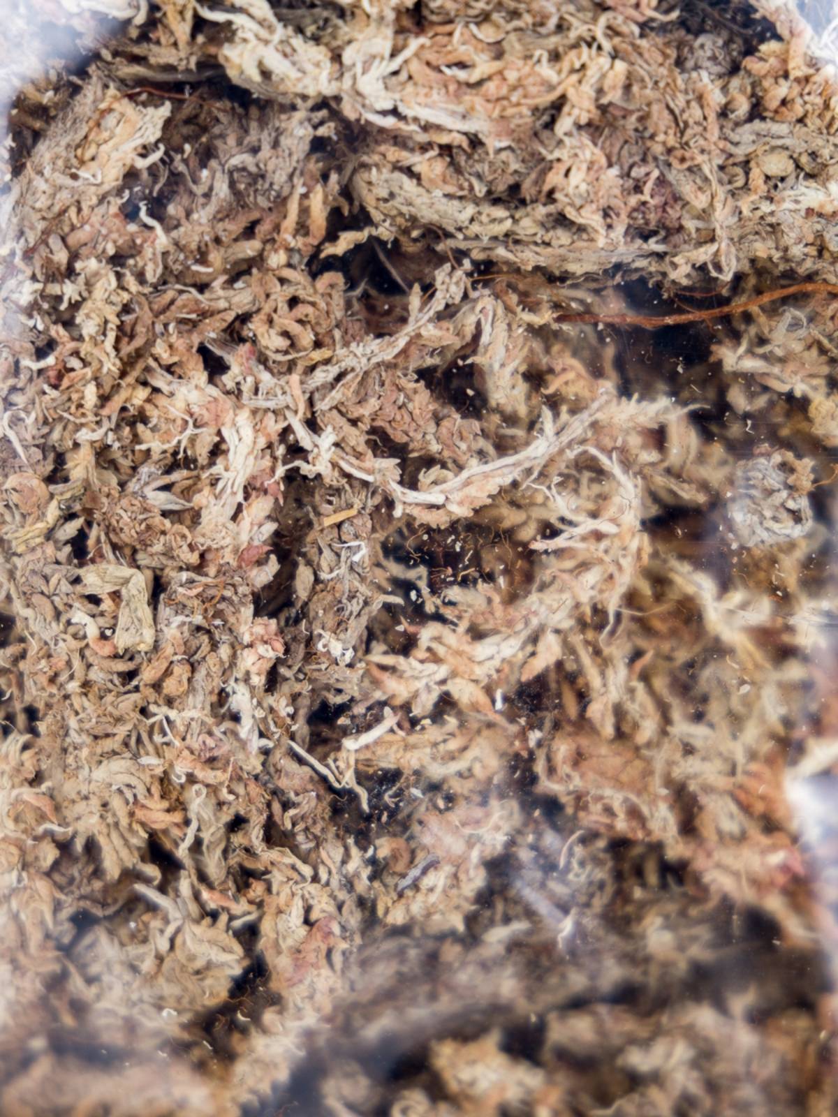 Josh's Frogs Chilean Sphagnum Moss (100 g bag)