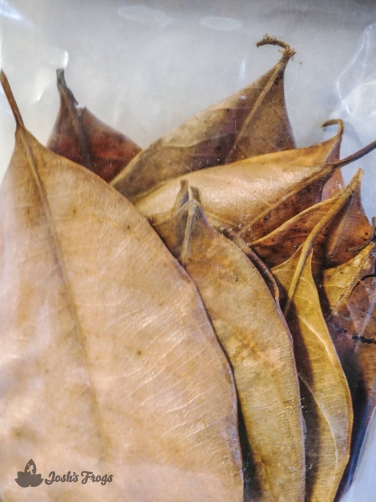 Josh's Frogs Large Jackfruit Leaf Litter (10 leaves)