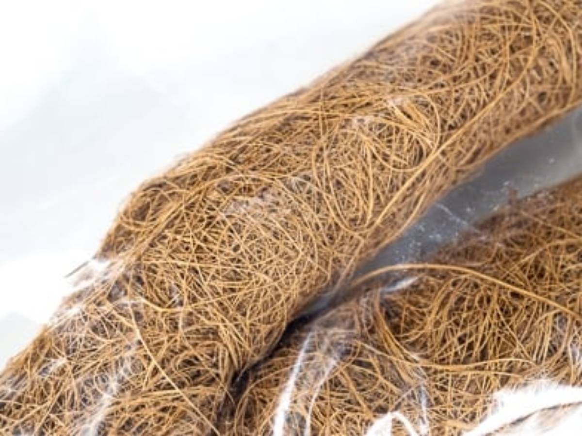 Josh's Frogs Natural Coco Tree Branch (Large)