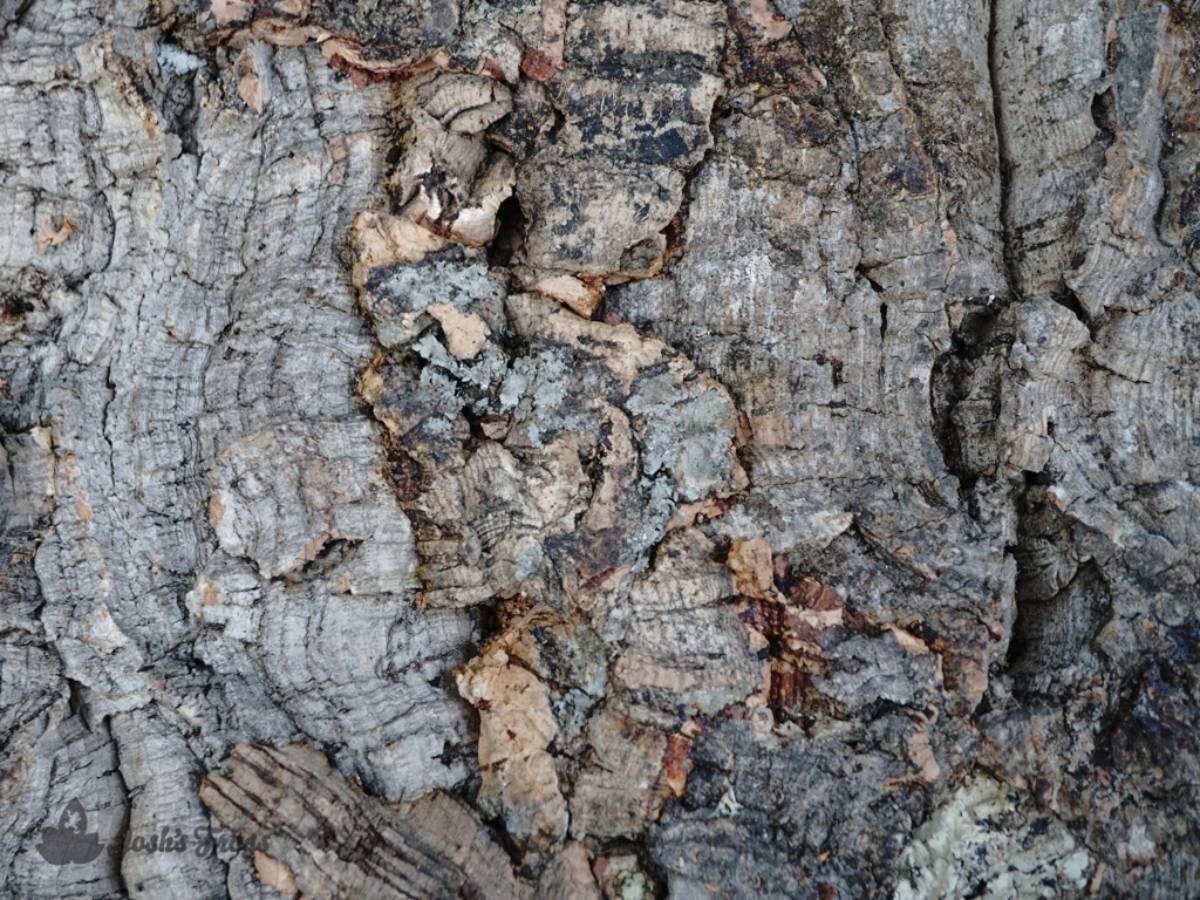Josh's Frogs Natural Virgin Cork Sheet (12x12 inch)