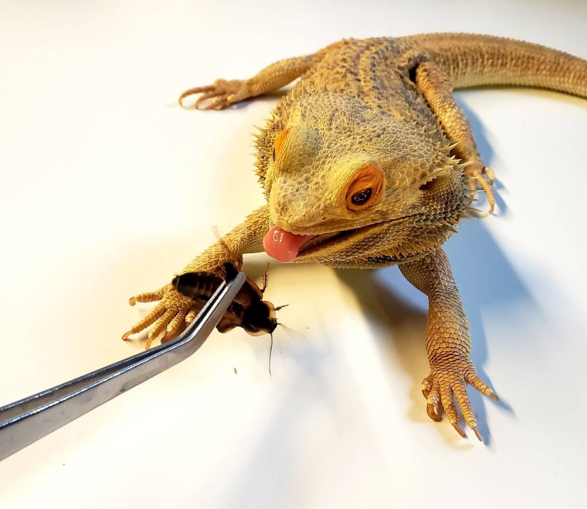 Josh's Frogs Stainless Steel Feeding Tongs (12 inch)